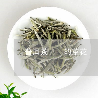 普洱茶  的茶花/2023031658270